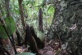 Bunga bangkai (Amorphophallus Titanum) tumbuh di Desa Batu Katak, Bahorok, Langkat, Sumatera Utara, Sabtu (18/1/2025). Bunga bangkai setinggi 160 cm tersebut diperkirakan akan mekar dalam empat hari ke depan dan menjadi daya tarik wisatawan saat berkunjung di Desa Batu Katak. ANTARA FOTO/Fransisco Carolio/rwa.