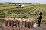 Bulog Sulselbar menargetkan serap 350.000 ton hasil panen petani 2025