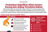 Perbedaan signifikan klinis antara kucing dan anjing terinfeksi rabies