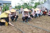 Polres Wonosobo tanam 57,5 kg bibit jagung serentak