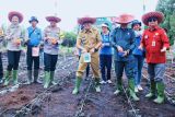 Pemkab Bartim upayakan peningkatan skala penanaman jagung