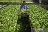 Pekerja membawa pakcoy yang telah dipanen di Riyan Farm, Cipocok Jaya, Kota Serang, Banten, Selasa (21/1/2025). Kementerian Usaha Mikro, Kecil dan Menengah (UMKM) mencatat penyaluran Kredit Usaha Rakyat (KUR) pada sektor produktif seperti pertanian dan perikanan baru tersalurkan 57,81 persen atau Rp 163,28 triliun dari target sebesar 60 persen dengan total penyaluran Rp 282,44 triliun dan akan terus memperkuat kebijakan pembiayaan inklusif bagi UMKM sektor tersebut untuk mendukung ketahanan pangan nasional. ANTARA FOTO/Putra M. Akbar/gp