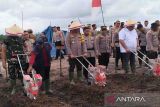 Dukung Asta Cita, Polda Kalteng tanam jagung di lahan 1.200 hektare