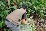 BKSDA Sumbar lepasliar dua kukang ke habitatnya usai diserahkan kakek 70 tahun (Video)