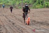 DKPP Bantul mendampingi petani tanam jagung seluas 1.319 hektare