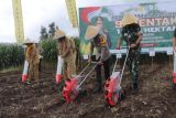 Polres Pemalang giatkan tanam jagung dukung swasembada pangan nasional