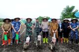 Pangdam XIV/Hasanuddin dan Forkopimda tanam jagung serentak dukung swasembada pangan