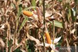 Pemkab Tanah Datar targetkan 30 ribu ton jagung pada 2025