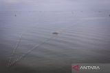 Foto udara pagar laut yang terpasang di Pantai Anom, Desa Kohod, Kabupaten Tangerang, Banten, Jumat (24/1/2025). Kementerian Agraria dan Tata Ruang/Badan Pertanahan Negara membatalkan sebanyak 50 Sertifikat Hak Guna Bangunan (SHGB) dan Sertifikat Hak Milik (SHM) yang berada di desa tersebut sebagai tindak lanjut adanya pagar bambu ilegal di kawasan laut Kabupaten Tangerang. ANTARA FOTO/Putra M. Akbar/gp