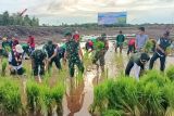 DPRD Kapuas dukung program cetak sawah di Desa Pulau Kaladan