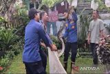 Ular sanca 4 meter dievakuasi dari kandang ternak di Lampung Selatan