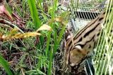 BKSDA Sumbar lepasliarkan seekor kucing hutan ke habitatnya (Video)