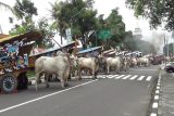 P3SRS Malioboro City akan bawa puluhan gerobak sapi jika gugatan kepailitan dikabulkan PNTN Semarang