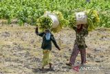 Masuk musim tanam, Petani tembakau berharap perlindungan pemerintah, ini alasannya