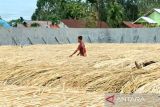 Banyak petani rotan di Kotim beralih ke sawit