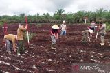 Luas panen jagung di Kotim kembali meningkat