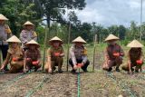 Pemkab Pasaman Barat minta petani jagung tidak pakai benih murah