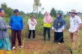 Bintan jadi lokasi pengembangan padi gogo