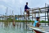 Serunya memanen ikan dingkis saat Imlek di Batam