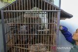 Petugas menunjukkan seekor elang brontok fase gelap (Nisaetus cirrhatus) hasil serahan warga di kantor Balai Besar Konservasi Sumber Daya Alam (BBKSDA) Jawa Barat Seksi Konservasi Wilayah I, Kota Serang, Banten, Selasa (28/1/2025). BBKSDA Jawa Barat Seksi Konservasi Wilayah I mengevakuasi satwa dilindungi berumur sekitar 1,5 tahun dengan berat sekitar tiga kilogram tersebut yang kemudian akan direhabilitasi sebelum dilepasliarkan ke kawasan Cagar Alam Gunung Tukung Gede, Kabupaten Serang. ANTARA FOTO/Angga Budhiyanto/gp