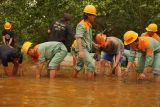 Lindungi kawasan ekosistem, IMIP Tanam 2.000 Mangrove di Pesisir pantai Bahodopi