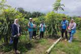 PLN Sumbar Dukung Petani Buah Naga, Keuntungan Meningkat 4 Kali Lipat