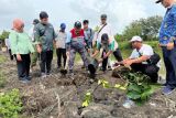 PHE ONWJ dan warga tanam 6.606 pohon melestarikan lingkungan