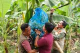 Pj Gubernur : Lahan di Sulbar cocok untuk pengembangan pisang cavendish