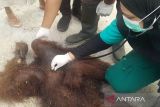 Orang utan di Palangka Raya mati tersengat listrik