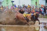 Peserta beradu cepat memacu sapi pada lomba karapan sapi brujul di Probolinggo, Jawa Timur, Minggu (2/2/2025). Tradisi karapan sapi brujul yang sudah ada sejak tahun 1950-an dan telah ditetapkan sebagai warisan budaya tak benda tersebut diikuti 30 peserta sebagai upaya melestarikan tradisi dan budaya di wilayah itu. Antara Jatim/Irfan Sumanjaya/um