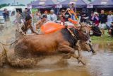 Peserta beradu cepat memacu sapi pada lomba karapan sapi brujul di Probolinggo, Jawa Timur, Minggu (2/2/2025). Tradisi karapan sapi brujul yang sudah ada sejak tahun 1950-an dan telah ditetapkan sebagai warisan budaya tak benda tersebut diikuti 30 peserta sebagai upaya melestarikan tradisi dan budaya di wilayah itu. Antara Jatim/Irfan Sumanjaya/um
