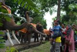 Balai TNWK dukung digelarnya kembali Festival Way Kambas