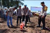 Polres Agam tanam jagung seluas 30 hektare dukung program ketahanan pangan