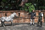 Menteri Kehutanan (Menhut) Raja Juli Antoni (kanan) didampingi pemilik deHakims Aviary Irfan Hakim (kiri) mengamati kuda peliharaan di Aviary, Pondok Gede, Bekasi, Jawa Barat, Minggu (2/2/2025). Pada kunjungan tersebut Menhut melihat 150 satwa dan habitat penangkaran burung di deHakims Aviary yang memiliki luas 600 meter persegi. ANTARA FOTO/Fakhri Hermansyah/rwa.
