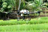 Sebuah drone diterbangkan untuk menyemprot persawahan Desa Gumuk di Banyuwangi, Banyuwangi, Jawa Timur, Senin (3/2/2025). Penyemperotan sawah menggunakan drone yang disewakan dengan harga Rp230 ribu per hektar tersebut menjadi menjadi salah satu solusi petani untuk meningkatkan efisiensi dan mengurangi biaya operasional. Antara Jatim/Budi Candra Setya/um