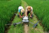 Warga menyiapkan drone yang akan diterbangkan untuk menyemprot persawahan Desa Gumuk di Banyuwangi, Banyuwangi, Jawa Timur, Senin (3/2/2025). Penyemperotan sawah menggunakan drone yang disewakan dengan harga Rp230 ribu per hektar tersebut menjadi menjadi salah satu solusi petani untuk meningkatkan efisiensi dan mengurangi biaya operasional. Antara Jatim/Budi Candra Setya/um