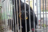 Seekor siamang (Symphalangus syndactylus) hasil serahan warga menyantap pakan buah di kantor Balai Besar Konservasi Sumber Daya Alam (BBKSDA) Jawa Barat Seksi Konservasi Wilayah I, Kota Serang, Banten, Senin (3/2/2025). BBKSDA Jawa Barat Seksi Konservasi Wilayah I mengevakuasi primata dilindungi berjenis kelamin jantan berumur 10 tahun dua bulan dengan berat sekitar 10 kilogram dan panjang sekitar 80 centimeter tersebut dalam kondisi sehat yang kemudian akan direhabilitasi sebelum dilepasliarkan ke habitat asalnya di pulau Sumatera. ANTARA FOTO/Angga Budhiyanto/gp