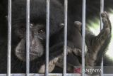 Seekor siamang (Symphalangus syndactylus) hasil serahan warga menyantap pakan buah di kantor Balai Besar Konservasi Sumber Daya Alam (BBKSDA) Jawa Barat Seksi Konservasi Wilayah I, Kota Serang, Banten, Senin (3/2/2025). BBKSDA Jawa Barat Seksi Konservasi Wilayah I mengevakuasi primata dilindungi berjenis kelamin jantan berumur 10 tahun dua bulan dengan berat sekitar 10 kilogram dan panjang sekitar 80 centimeter tersebut dalam kondisi sehat yang kemudian akan direhabilitasi sebelum dilepasliarkan ke habitat asalnya di pulau Sumatera. ANTARA FOTO/Angga Budhiyanto/gp
