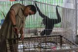 Petugas menyiapkan kandang untuk seekor siamang (Symphalangus syndactylus) hasil serahan warga di kantor Balai Besar Konservasi Sumber Daya Alam (BBKSDA) Jawa Barat Seksi Konservasi Wilayah I, Kota Serang, Banten, Senin (3/2/2025). BBKSDA Jawa Barat Seksi Konservasi Wilayah I mengevakuasi primata dilindungi berjenis kelamin jantan berumur 10 tahun dua bulan dengan berat sekitar 10 kilogram dan panjang sekitar 80 centimeter tersebut dalam kondisi sehat yang kemudian akan direhabilitasi sebelum dilepasliarkan ke habitat asalnya di pulau Sumatera. ANTARA FOTO/Angga Budhiyanto/gp