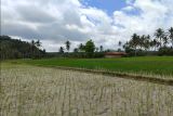 Petani di Lampung yang terdampak banjir dapat bantuan benih padi