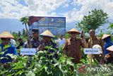 Lanal Palu wujudkan ketahanan pangan untuk dukung petani di Sigi