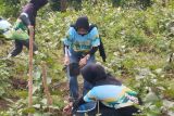 BLDF tanam dua juta pohon lebih di berbagai daerah