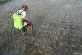Petani menyemprotkan cairan pengendali rumput pada tanaman padi di Kota Madiun, Jawa Timjur, Rabu (5/2/2025). Badan Pusat Statistik (BPS) Jawa Timur mencatat nilai tukar petani (NTP) Jawa Timur pada Januari 2025 sebesar 113,26 persen, atau naik 1,16 persen dibanding NTP bulan sebelumnya, kenaikan NTP dikarenakan indeks harga yang diterima petani naik sebesar 1,35 persen, lebih tinggi dari kenaikan indeks harga yang dibayar petani sebesar 0,19 persen. Antara Jatim/Siswowidodo/um