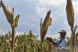 Petani memanen jagung di Desa Pamalayan, Kabupaten Ciamis, Jawa Barat, Rabu (5/2/2025). Badan Pusat Statistik (BPS) mencatat potensi produksi jagung pipilan kering dengan kadar air 14 persen pada Januari - Maret 2025 mencapai 4,81 juta ton, sedangkan pada Januari - Maret 2024 sebanyak 3,4 juta ton. ANTARA FOTO/Adeng Bustomi/agr