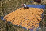 Petani menjemur jagung di Desa Pamalayan, Kabupaten Ciamis, Jawa Barat, Rabu (5/2/2025). Badan Pusat Statistik (BPS) mencatat potensi produksi jagung pipilan kering dengan kadar air 14 persen pada Januari - Maret 2025 mencapai 4,81 juta ton, sedangkan pada Januari - Maret 2024 sebanyak 3,4 juta ton. ANTARA FOTO/Adeng Bustomi/agr