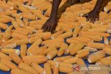 Petani menjemur jagung di Desa Pamalayan, Kabupaten Ciamis, Jawa Barat, Rabu (5/2/2025). Badan Pusat Statistik (BPS) mencatat potensi produksi jagung pipilan kering dengan kadar air 14 persen pada Januari - Maret 2025 mencapai 4,81 juta ton, sedangkan pada Januari - Maret 2024 sebanyak 3,4 juta ton. ANTARA FOTO/Adeng Bustomi/agr