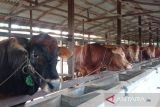 Populasi sapi di Pulang Pisau capai 10 ribu ekor