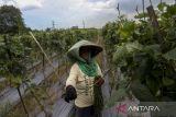 Petani memanen kacang panjang di area perkebunan di Kota Cilegon, Banten, Kamis (6/2/2025). Badan Pusat Statistik (BPS) mencatat nilai tukar petani (NTP) Banten pada bulan Januari 2025 sebesar 110,15 atau mengalami kenaikan sebesar 0,71 persen dibandingkan bulan sebelumnya dikarenakan naiknya indeks harga diterima petani (It) sebesar 0,73 persen dan indeks harga dibayar petani (Ib) sebesar 0,02 persen, sementara nilai tukar usaha pertanian (NTUP) sebesar 115,33 atau naik 0,33 persen dibandingkan bulan sebelumnya. ANTARA FOTO/Angga Budhiyanto/gp