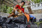 Pekerja mengolah sampah organik menggunakan mesin insinerator di TPST mandiri di Kebun Binatang Bandung, Jawa Barat, Kamis (6/2/2025). Pengolahan sampah mandiri tersebut menjadi proyek percontohan yang bisa diadaptasi oleh lembaga konservasi atau kebun binatang di Indonesia yang mampu mengolah sampah organik sebanyak enam kantong sampah besar dalam 30 menit menggunakan mesin insinerator. ANTARA FOTO/Raisan Al Farisi/agr