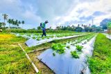 Lanud RSA Natuna tanam berbagai tanaman